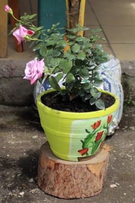 Devuélvale la vida a su jardín