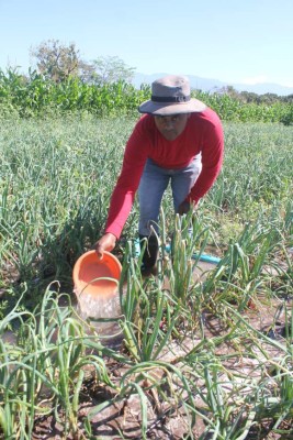 A pura mano productores irrigan sus cultivos en Lejamaní, La Paz