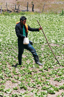 Zonas aledañas producen 65% de hortalizas