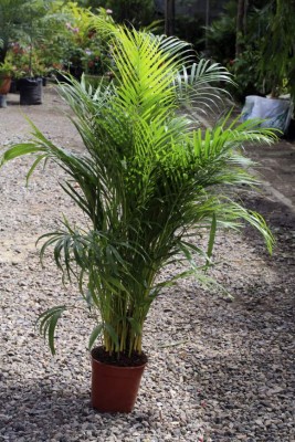 Devuélvale la vida a su jardín