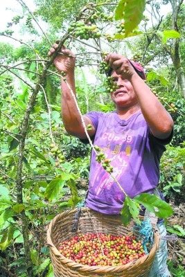 Bajo vigilancia de café en el oriente de Honduras