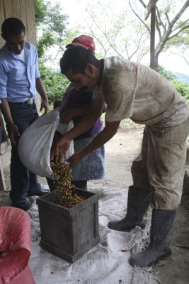 Bajo vigilancia de café en el oriente de Honduras