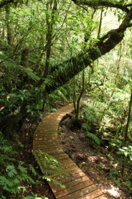 Mirador y campamento: nuevos atractivos disponibles en La Tigra