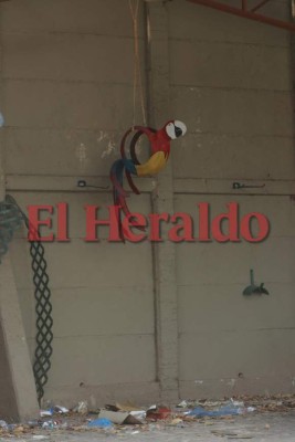 Así quedó la casa de Rosa Elena Bonilla luego que Pepe Lobo la entregara a la OABI