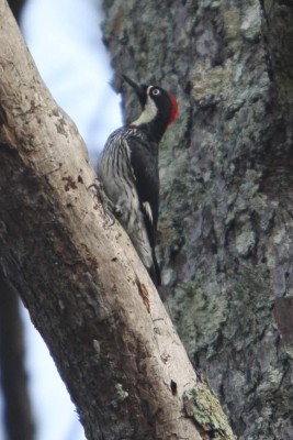 Observación de aves en Gracias
