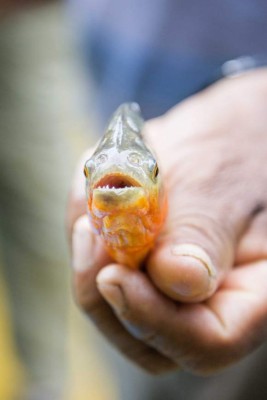 Un vistazo a la exótica selva del Amazonas