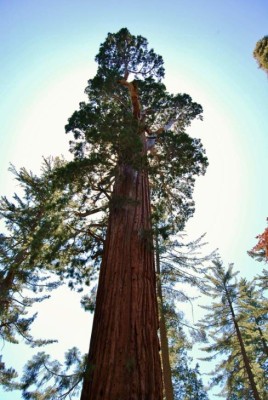 FOTOS: Los árboles más espectaculares del mundo