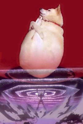 Ni los perros se salvan de la creatividad de las personas con el Photoshop