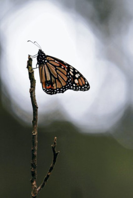 El vuelo de las monarcas