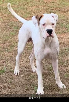 'Día mundial del Perro', lectores nos comparten imágenes de sus canes