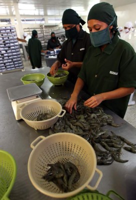 Camaroneros hondureños han dejado de exportar 10 millones de libras