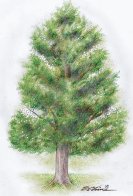 La fragilidad de los símbolos nacionales de Honduras