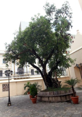 Históricos árboles, testigos del tiempo en la capital
