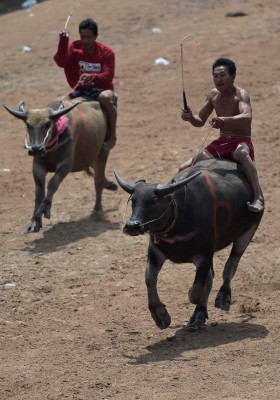 Búfalos al galope en Tailandia