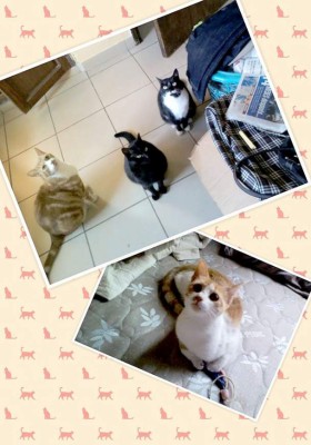 Así celebran hondureños el Día del Gato