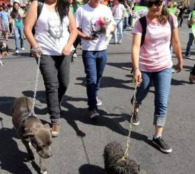 Grupos protectores de animales han demandado la ley.