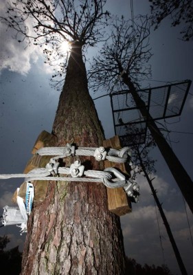 Cerrado canopy de parque El Picacho