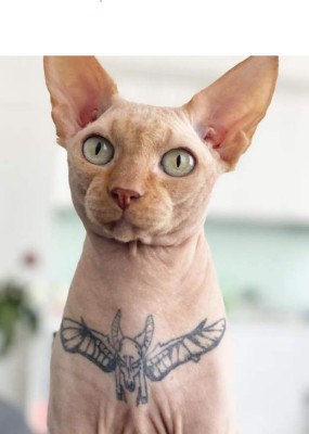 Elena Ivanickay, la influencer que tatuó a su gato para conseguir popularidad