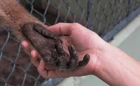 Viruela del mono, ¿qué es y cuáles son sus síntomas?