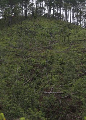 La Tigra, el área más afectada por el gorgojo en la capital de Honduras