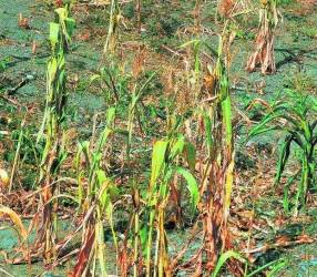 Debido a la falta de lluvias, la producción de maíz ha sido afectada.