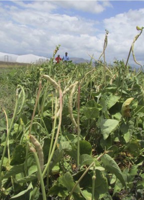 Por sequía, campesinos desisten de producir granos básicos