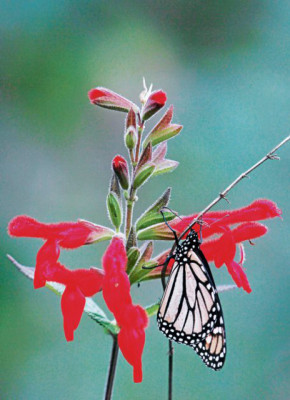 El vuelo de las monarcas
