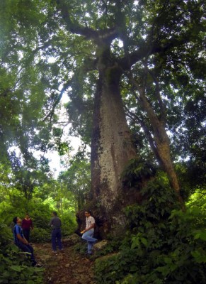 La belleza natural del municipio Níspero