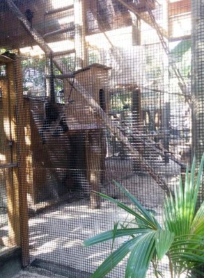 Fauna en peligro de extinción decomisan a criminales