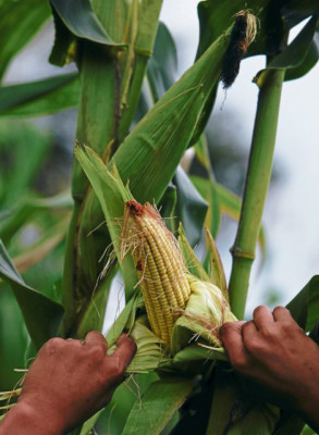 La mitología del año bisiesto