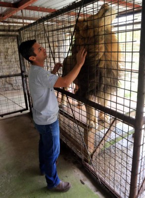 Javier y Simba: Amistad entre garras en el zoológico de la capital hondureña