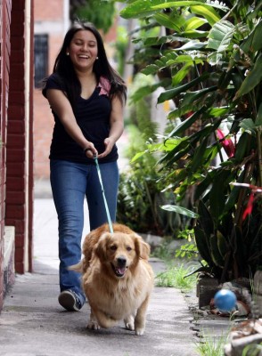 Rasgos únicos y especiales de los golden retriever