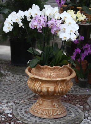 Cuidados de un jardín radiante