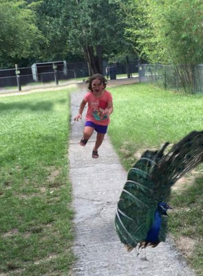 Niña corre aterrorizada de un pavo real y le hacen graciosos memes