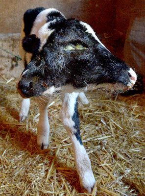 Ternero con dos cabezas