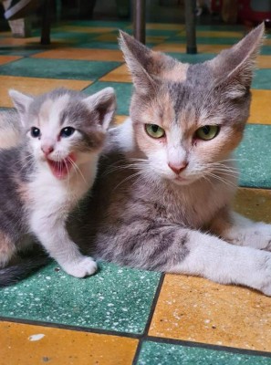 Tiernas imágenes que comparten nuestros lectores en el Día Internacional del Gato