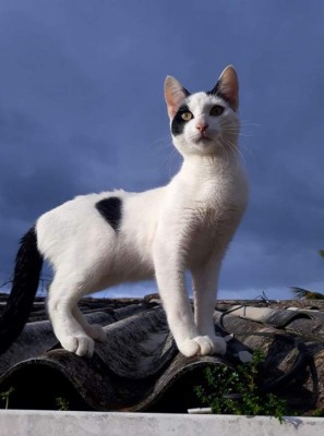 Tiernas imágenes que comparten nuestros lectores en el Día Internacional del Gato