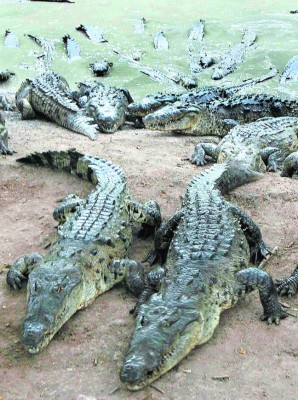 MP dice que no hay delito por muerte de cocodrilos