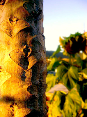 Fotos de los lectores para el Día de la Tierra