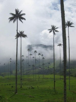 del valle de Cocora