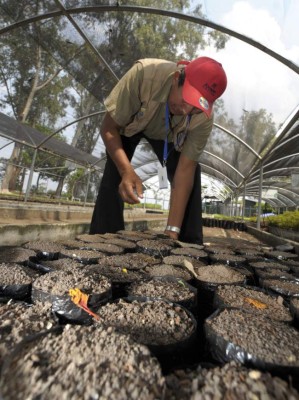 Don Ceferino, el jardinero que le habla a las plantas