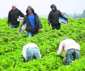 Los hondureños deberán acoplarse al clima frío de Canadá. Foto El Heraldo.