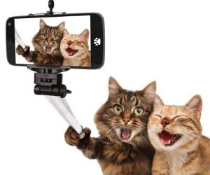 Tenga en cuenta las necesidades de los gatos jóvenes o viejos.