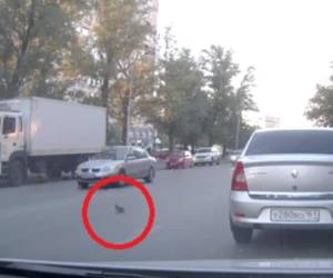 Una paloma causó un triple accidente de tránsito.