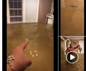 Un ciudadano publicó en su cuenta de Facebook una serie de videos donde muestra que Harvey no solo le dejó su casa inundada, sino también un nuevo inquilino en el hogar. Foto: Captura Facebook.