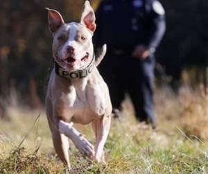 Kiah la pit bull se convertirá en una de las pocas pit Bulls que sirve en las fuerzas de seguridad de Estados Unidos.