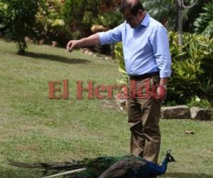 Alimentar a sus pavos reales es uno de sus pasatiempos favoritos. Conozca las distintas facetas del candidato a la presidencia Romeo Vásquez Velásquez. (FOTOS: Efraín Salgado) EL HERALDO