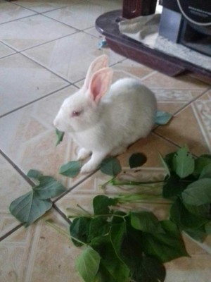 Hondureños comparten las fotos de sus mascotas