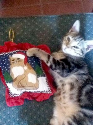 Así celebran hondureños el Día del Gato