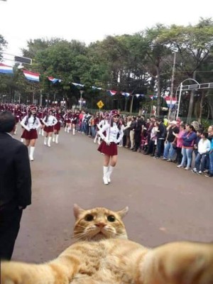 Foto del perro en desfile se vuelve viral en redes sociales
